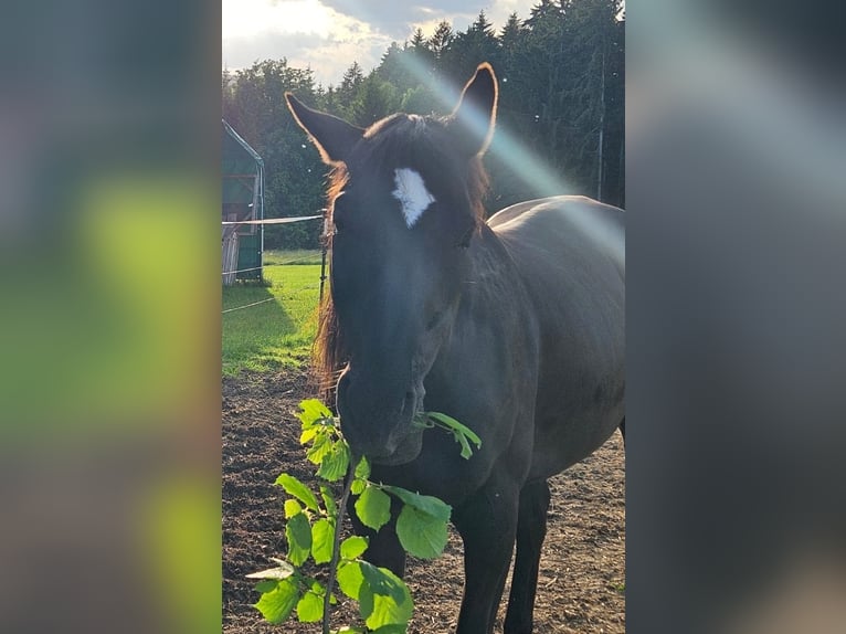 Sang-chaud slovaque Hongre 14 Ans 157 cm Noir in Regen