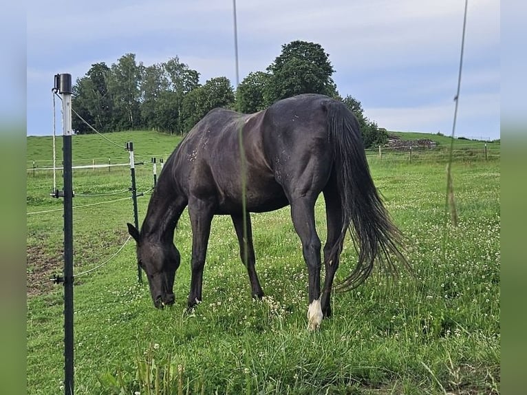 Sang-chaud slovaque Hongre 14 Ans 157 cm Noir in Regen