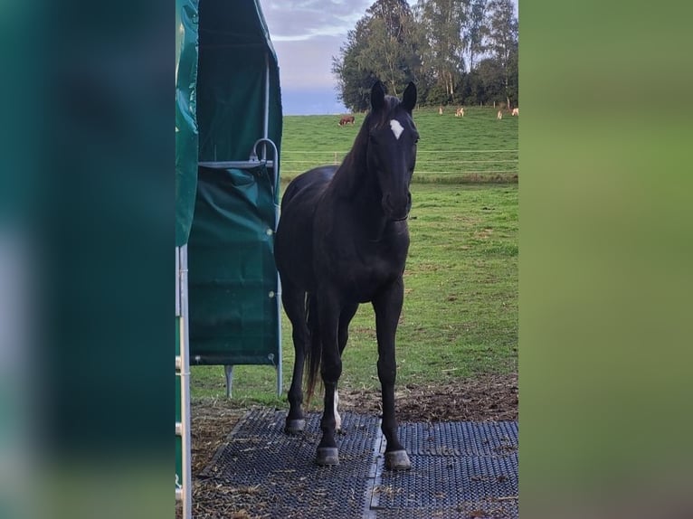 Sang-chaud slovaque Hongre 14 Ans 157 cm Noir in Regen