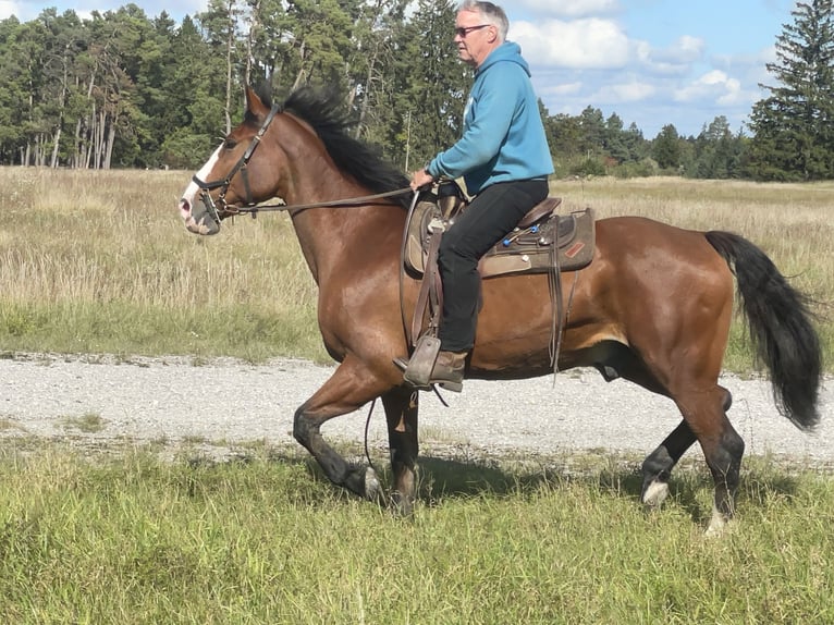 Sang-chaud slovaque Hongre 14 Ans 165 cm Bai in Fuchstal