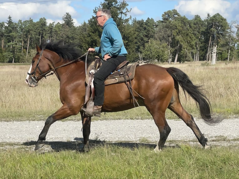 Sang-chaud slovaque Hongre 14 Ans 165 cm Bai in Fuchstal