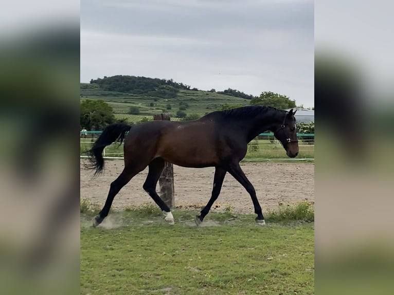 Sang-chaud slovaque Hongre 15 Ans 178 cm Bai brun in Bratislava