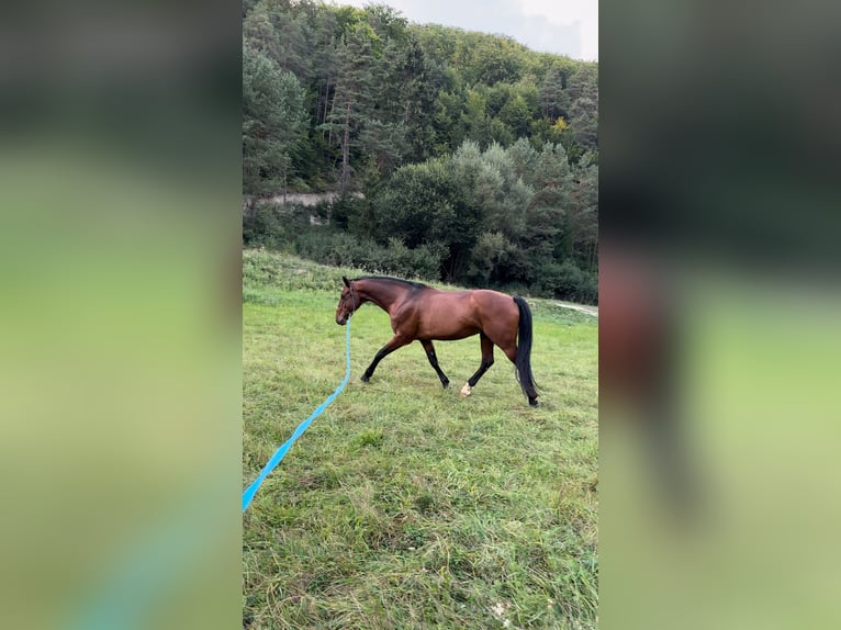 Sang-chaud slovaque Hongre 16 Ans 162 cm Bai in Rajec