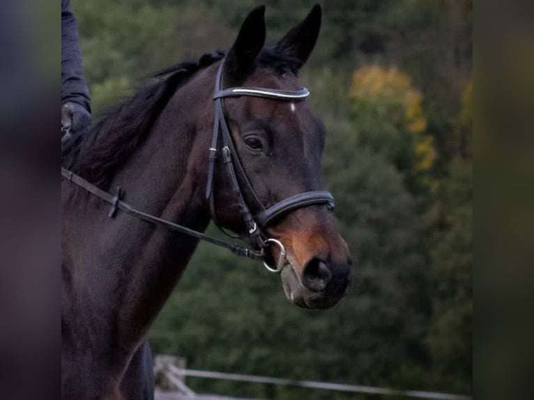 Sang-chaud slovaque Hongre 19 Ans 170 cm Bai brun in Leoben