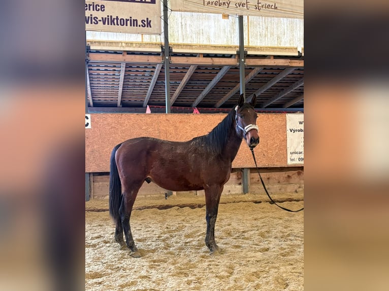 Sang-chaud slovaque Hongre 2 Ans Bai cerise in Bánovce nad Bebravou