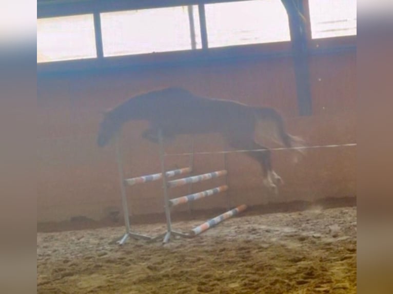 Sang-chaud slovaque Hongre 4 Ans 165 cm Alezan in Budweis