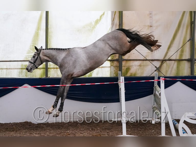 Sang-chaud slovaque Hongre 4 Ans 170 cm Gris in Tyn nad Vltavou