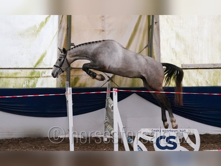 Sang-chaud slovaque Hongre 4 Ans 170 cm Gris in Tyn nad Vltavou
