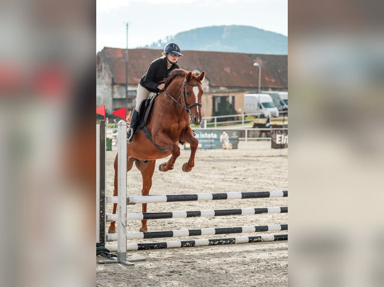 Sang-chaud slovaque Hongre 5 Ans 165 cm Alezan brûlé in Vígľaš