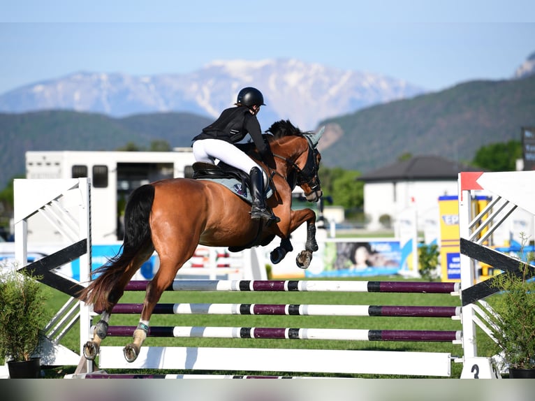 Sang-chaud slovaque Hongre 6 Ans 165 cm Bai clair in St.Pölten