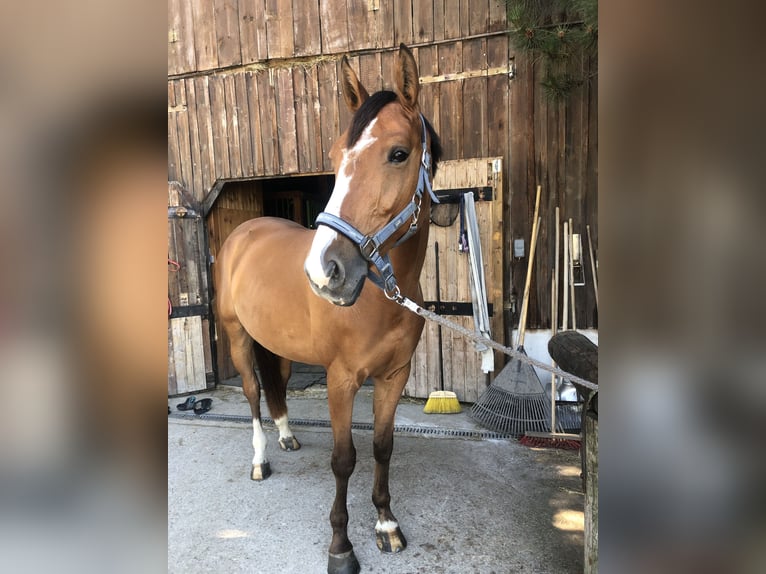 Sang-chaud slovaque Hongre 6 Ans 165 cm Bai clair in St.Pölten