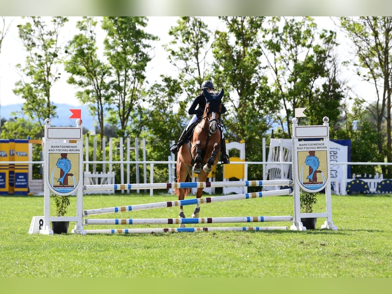 Sang-chaud slovaque Hongre 7 Ans 165 cm Bai clair in St.Pölten