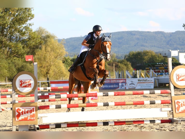 Sang-chaud slovaque Hongre 7 Ans 165 cm Bai clair in St.Pölten