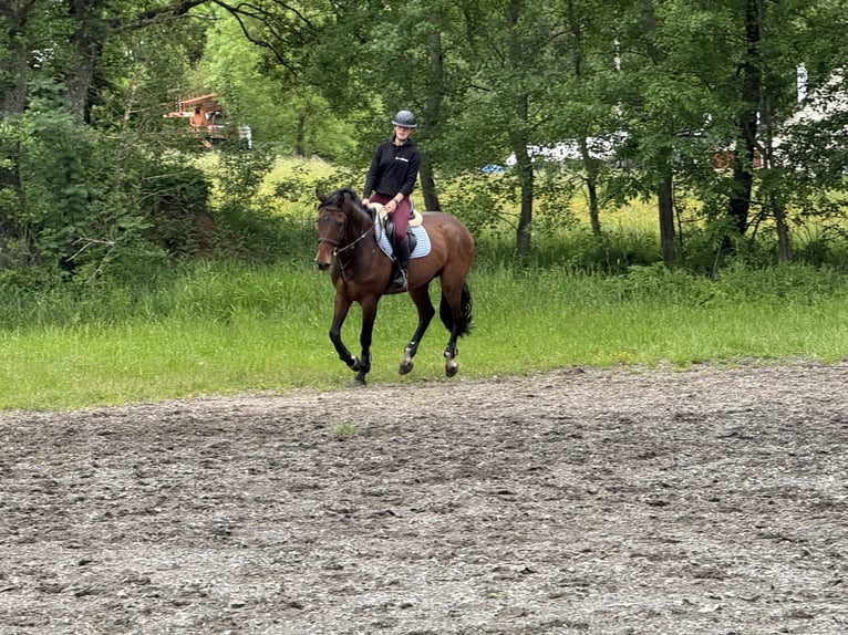 Sang-chaud slovaque Hongre 7 Ans 167 cm Bai cerise in Světlá Hora