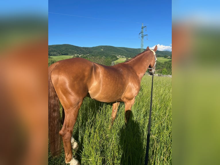 Sang-chaud slovaque Hongre 7 Ans 172 cm Alezan brûlé in Prievidza