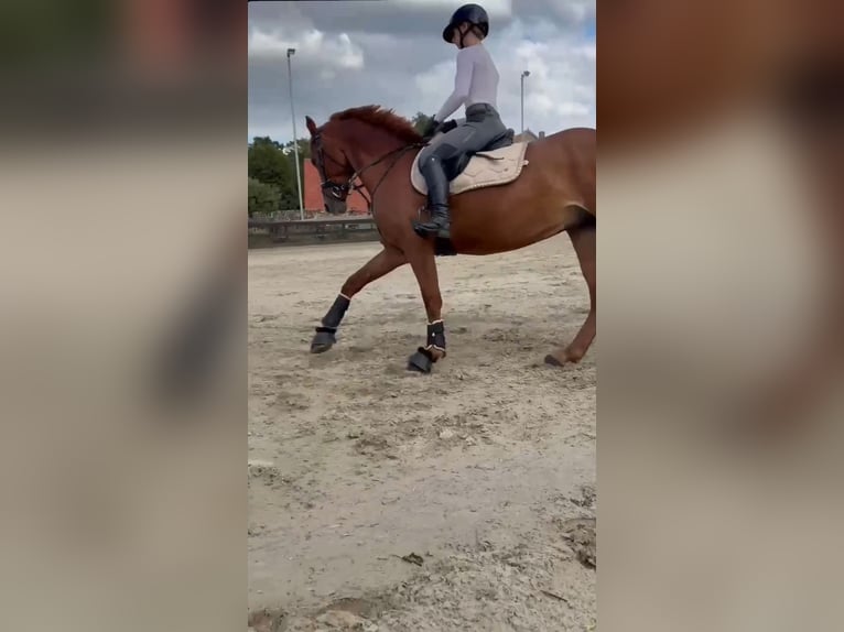 Sang-chaud slovaque Hongre 8 Ans 160 cm Alezan in Ibbenbüren