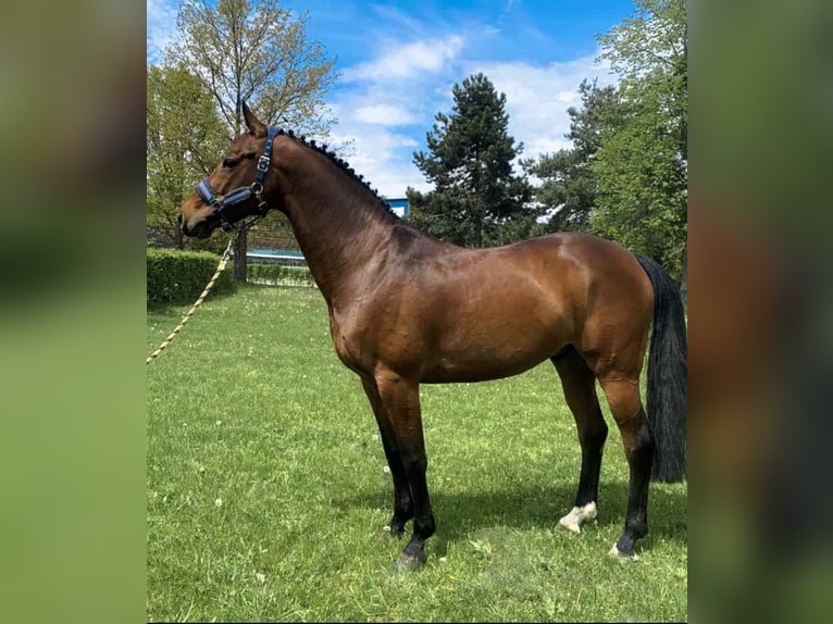 Sang-chaud slovaque Hongre 8 Ans 162 cm in Prešov