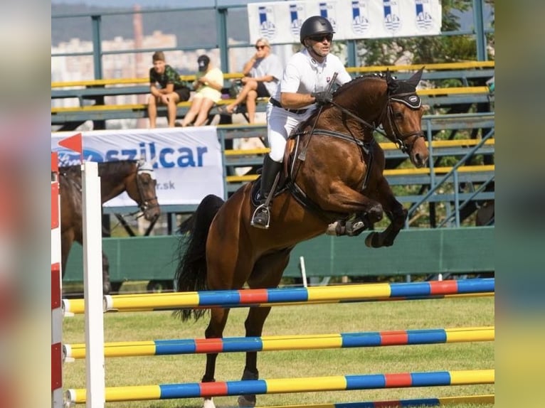 Sang-chaud slovaque Hongre 8 Ans 162 cm in Prešov