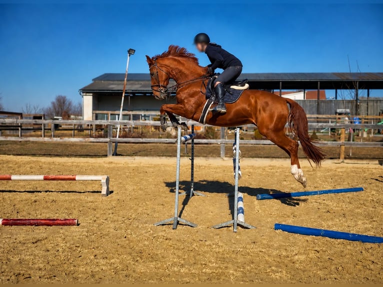 Sang-chaud slovaque Hongre 8 Ans 170 cm Alezan brûlé in České Budějovice