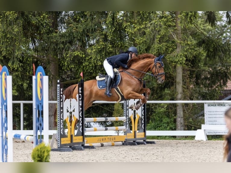 Sang-chaud slovaque Hongre 8 Ans 170 cm Alezan brûlé in České Budějovice