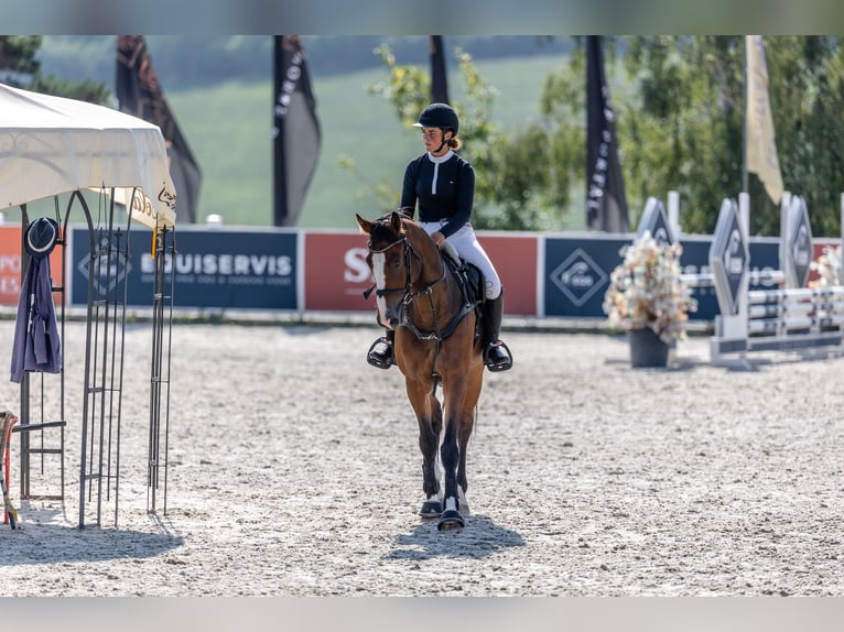 Sang-chaud slovaque Hongre 8 Ans 170 cm Bai in P&#x159;e&#x161;t&#x11B;nice