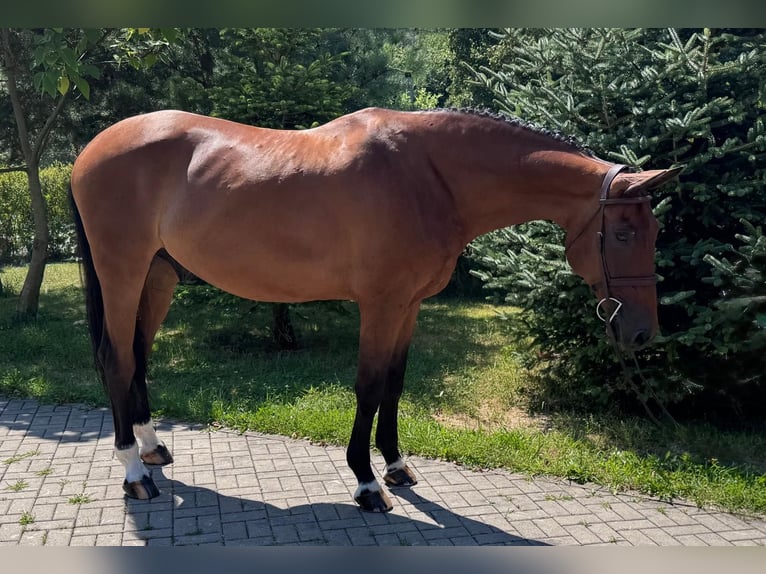 Sang-chaud slovaque Hongre 8 Ans 172 cm Bai in Košice, Slovakia