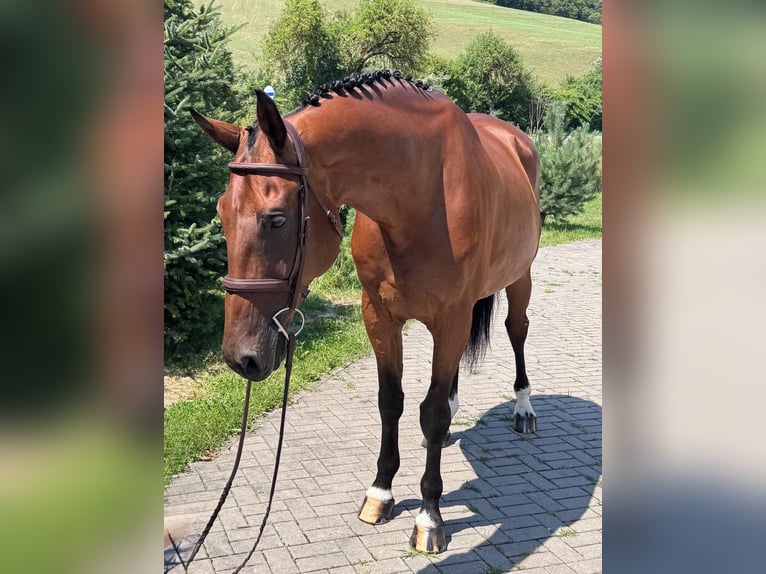 Sang-chaud slovaque Hongre 8 Ans 172 cm Bai in Košice, Slovakia