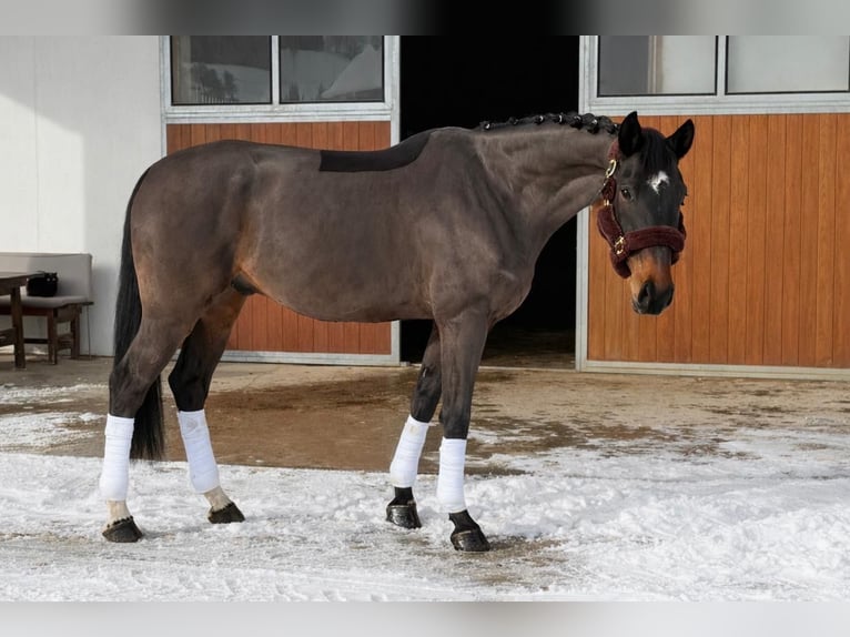 Sang-chaud slovaque Hongre 8 Ans 180 cm Bai brun in Schladming