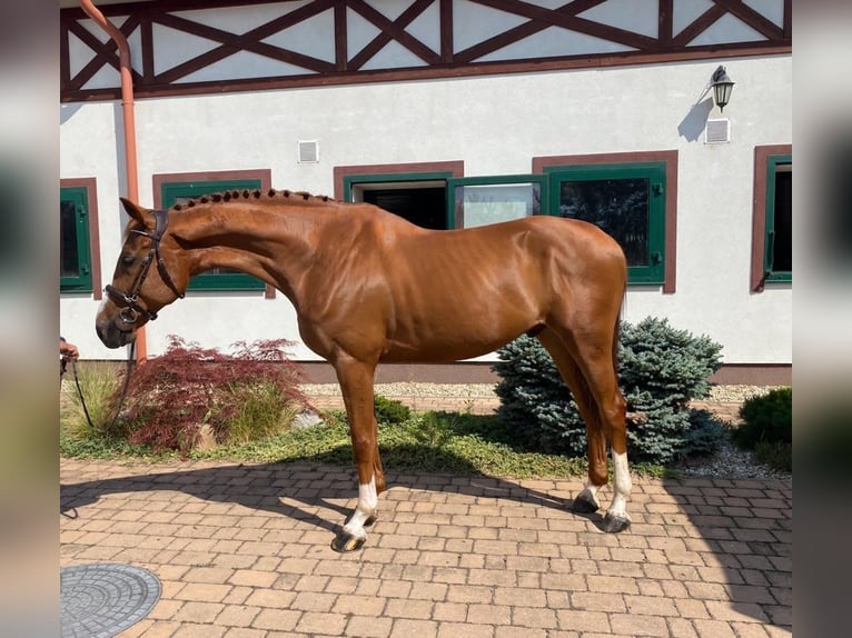 Sang-chaud slovaque Hongre 9 Ans 168 cm Alezan brûlé in Trenčín