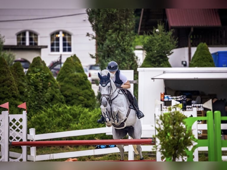 Sang-chaud slovaque Jument 10 Ans 165 cm Gris in Košice