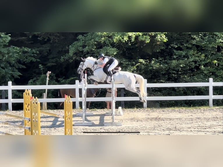 Sang-chaud slovaque Jument 10 Ans 165 cm Gris in Košice