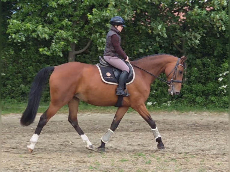 Sang-chaud slovaque Jument 10 Ans 172 cm Bai in Schattendorf