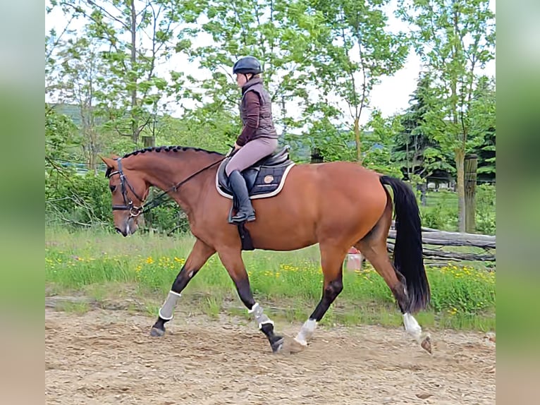 Sang-chaud slovaque Jument 10 Ans 172 cm Bai in Schattendorf