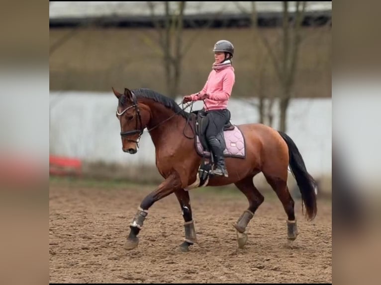 Sang-chaud slovaque Jument 10 Ans 172 cm Bai in Schattendorf