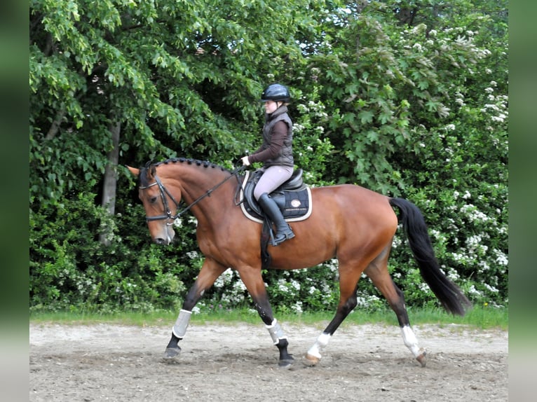 Sang-chaud slovaque Jument 10 Ans 172 cm Bai in Schattendorf