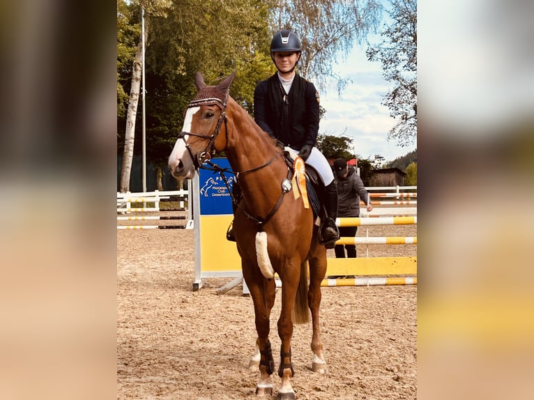 Sang-chaud slovaque Jument 11 Ans 165 cm Alezan in Feldkirchen-Westerham