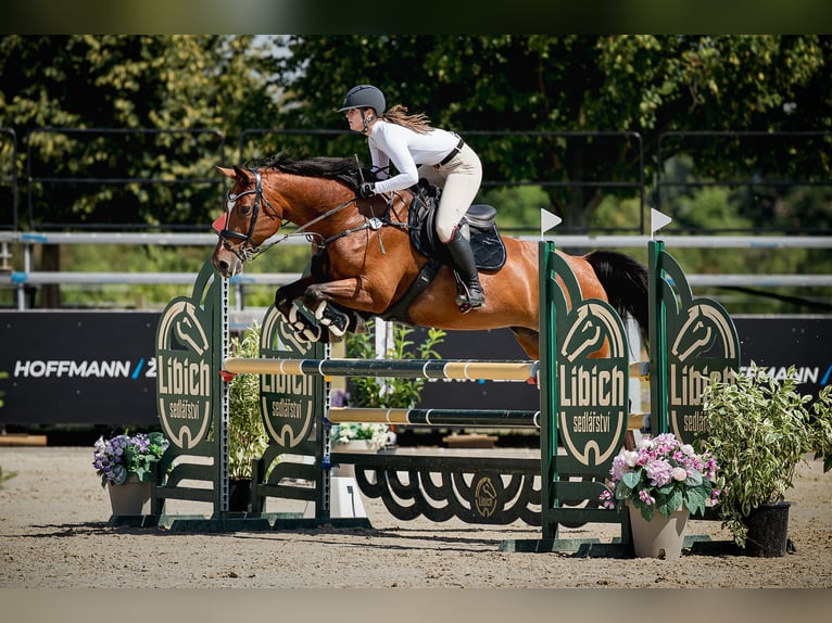 Sang-chaud slovaque Jument 12 Ans 165 cm Bai in Liteň