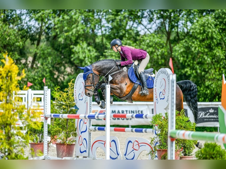 Sang-chaud slovaque Jument 12 Ans 167 cm Bai in Pilsen