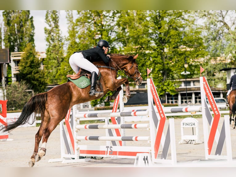 Sang-chaud slovaque Jument 12 Ans 169 cm Alezan brûlé in Susice