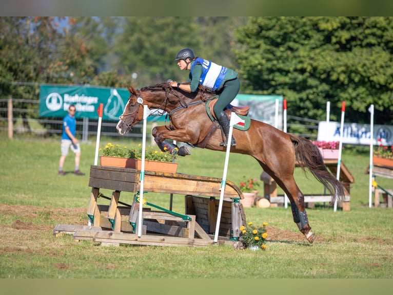 Sang-chaud slovaque Jument 12 Ans 169 cm Alezan brûlé in Susice