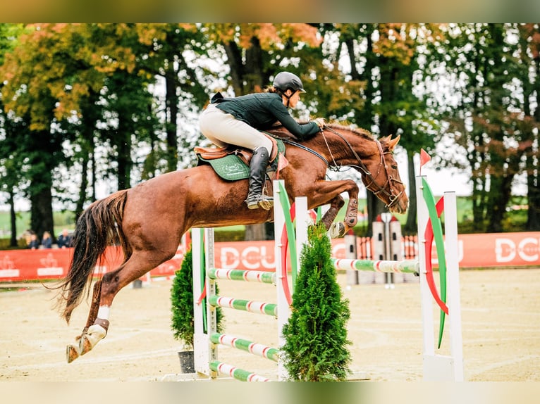 Sang-chaud slovaque Jument 12 Ans 169 cm Alezan brûlé in Susice