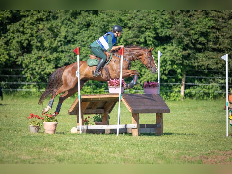 Sang-chaud slovaque Jument 12 Ans 169 cm Alezan brûlé in Susice