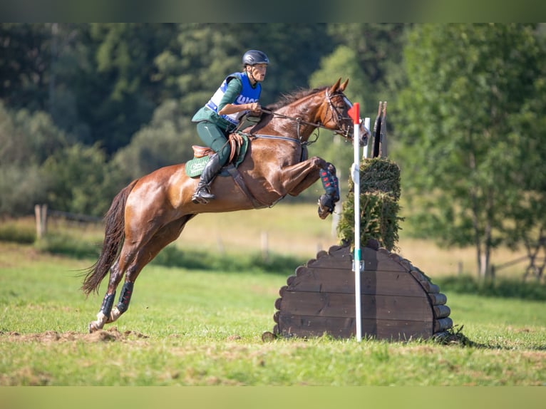 Sang-chaud slovaque Jument 12 Ans 169 cm Alezan brûlé in Susice
