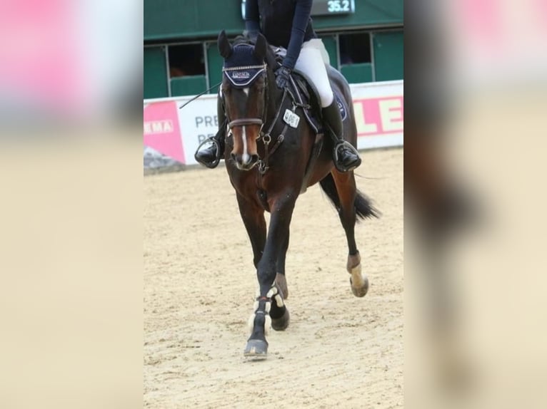 Sang-chaud slovaque Jument 13 Ans 163 cm Bai brun in München