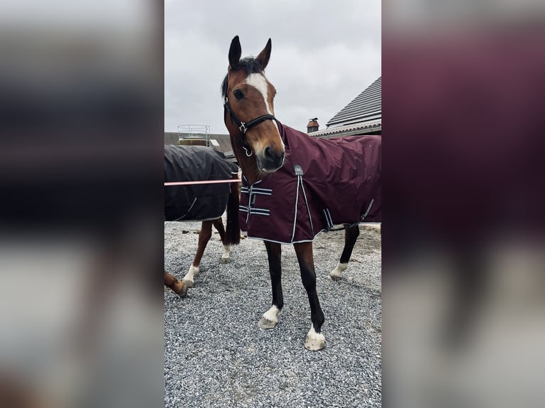 Sang-chaud slovaque Jument 14 Ans 165 cm Bai in Niederbüren