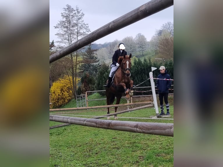 Sang-chaud slovaque Jument 14 Ans 167 cm Alezan in Breitenfurt bei Wien