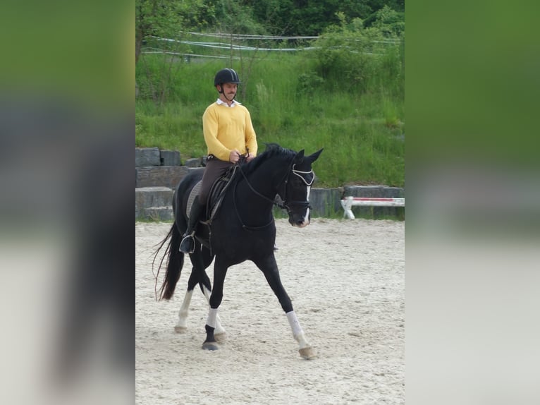 Sang-chaud slovaque Jument 15 Ans 170 cm Noir in Benešov