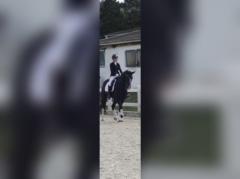 Sang-chaud slovaque Jument 15 Ans 170 cm Noir in Benešov