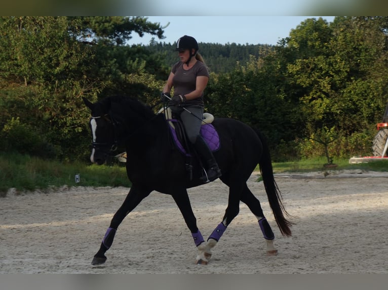 Sang-chaud slovaque Jument 15 Ans 170 cm Noir in Benešov