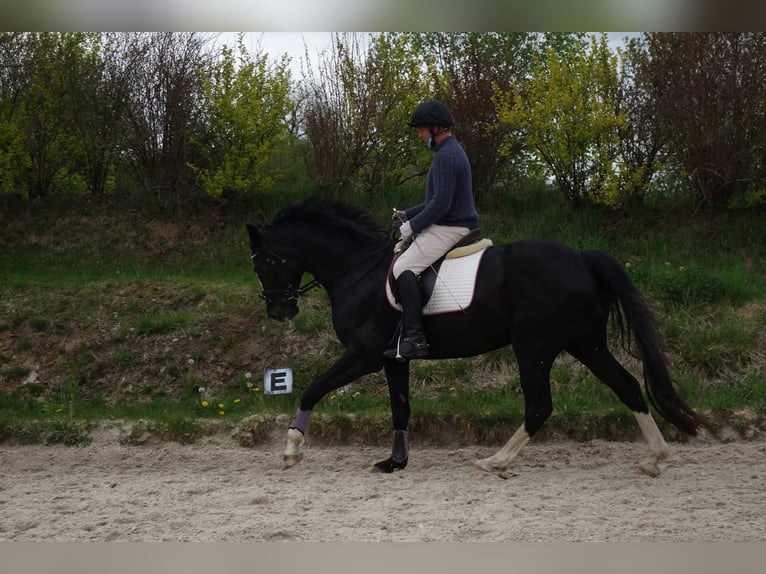 Sang-chaud slovaque Jument 15 Ans 170 cm Noir in Benešov